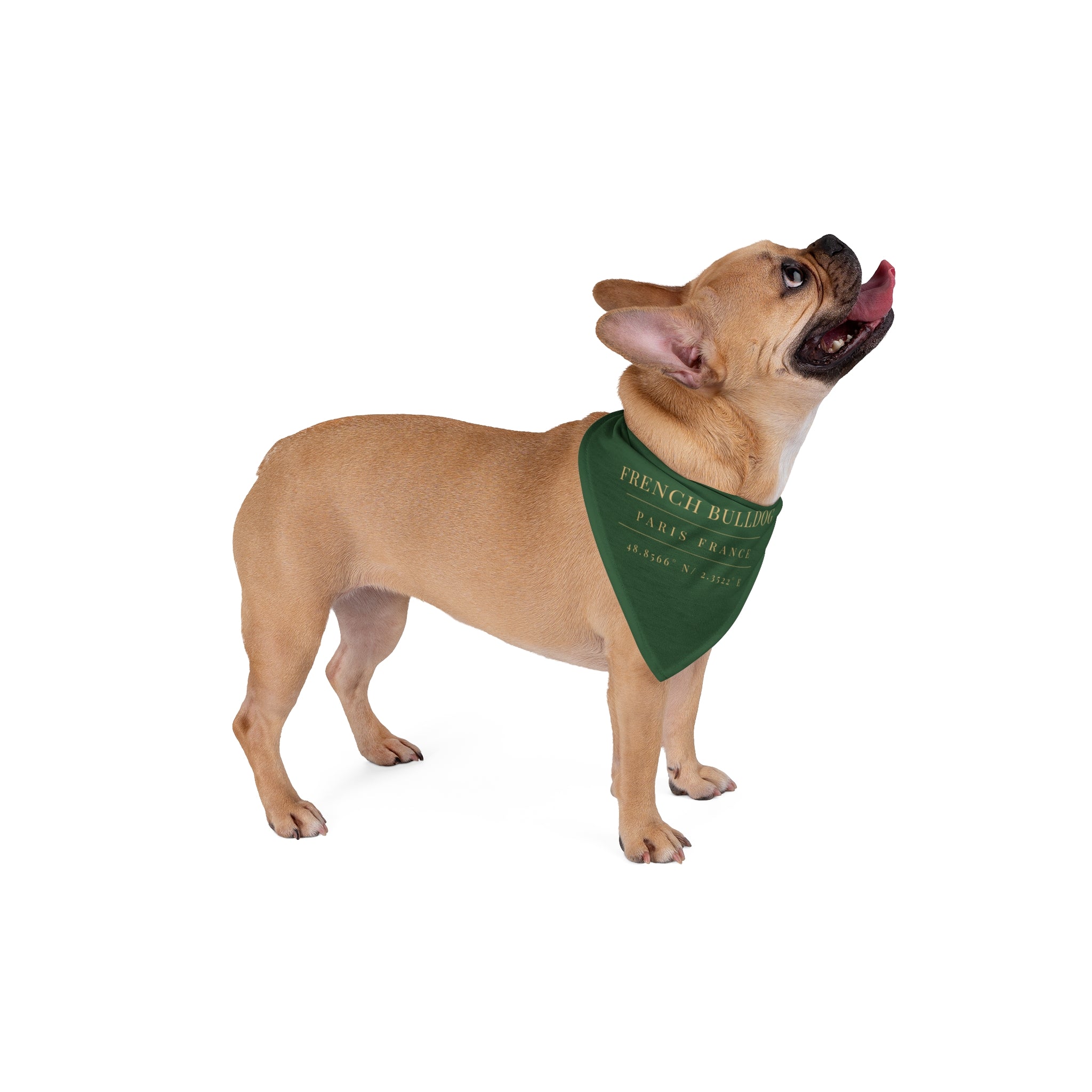 Frenchie Heritage Bandana, green